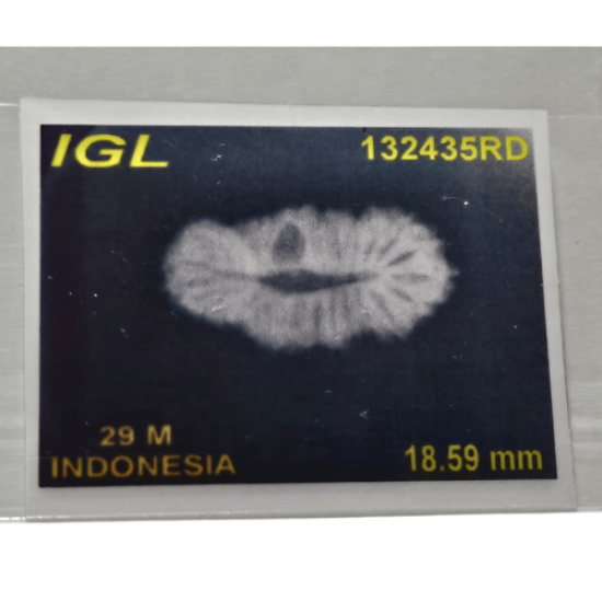 Certified 29 Mukhi Rudraksha – Rare Natural Bead for Spiritual Transformation