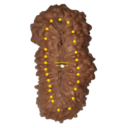 26 Mukhi Rudraksha Size: 20.96 mm (With Lab Certificate)