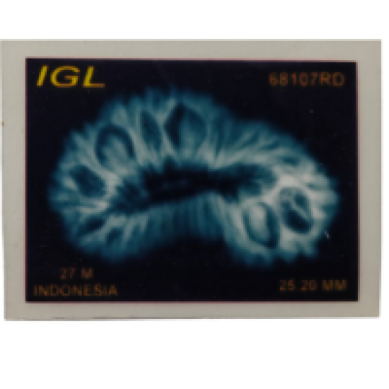 27 Mukhi Rudraksha – Rare Bead Blessed by 27 Nakshatras with Lab Certificate