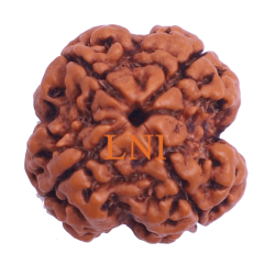 4 Mukhi Rudraksha Size: 23.07 mm (Certified)