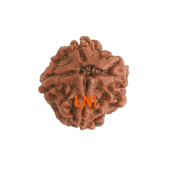 4 Mukhi Rudraksha Size: 21.05 mm (Certified)