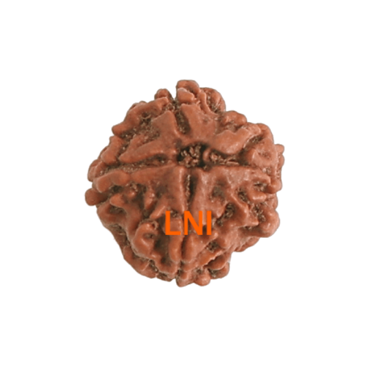 4 Mukhi Rudraksha Size: 21.60 mm (Certified) TO DO image