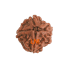 4 Mukhi Rudraksha Size: 21.05 mm (Certified)