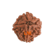 4 Mukhi Rudraksha Size: 21.60 mm (Certified) TO DO image