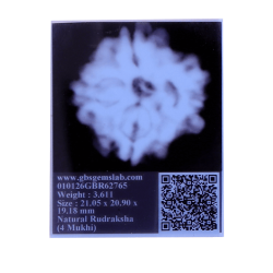 4 Mukhi Rudraksha Size: 21.05 mm (Certified)