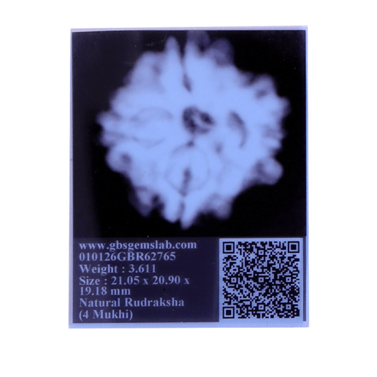 4 Mukhi Rudraksha Size: 21.60 mm (Certified) TO DO image