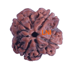 4 Mukhi Rudraksha Size: 21.15mm (Certified)(4 seeds in X-ray)