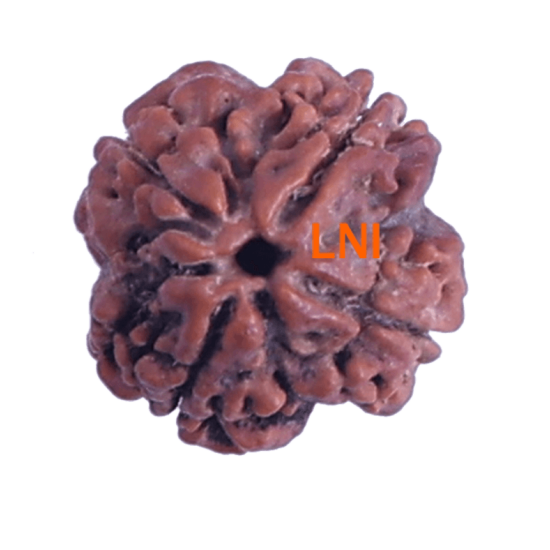 4 Mukhi Rudraksha Size: 23.05mm (Certified)(4 seeds in X-ray) Rudraksha, 4 Mukhi Rudraksha, 4 Mukhi Rudraksha from Nepal image