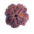 4 Mukhi Rudraksha Size: 21.15mm (Certified)(4 seeds in X-ray)