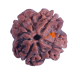 4 Mukhi Rudraksha Size: 23.05mm (Certified)(4 seeds in X-ray) Rudraksha, 4 Mukhi Rudraksha, 4 Mukhi Rudraksha from Nepal image