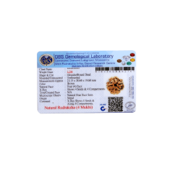 4 Mukhi Rudraksha Size: 21.15mm (Certified)(4 seeds in X-ray)