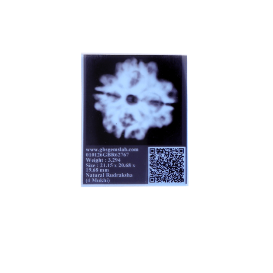 4 Mukhi Rudraksha Size: 23.05mm (Certified)(4 seeds in X-ray) Rudraksha, 4 Mukhi Rudraksha, 4 Mukhi Rudraksha from Nepal image