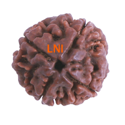 4 Mukhi Rudraksha Size: 21.75 mm (Certified) (4 seeds in X-Ray)