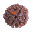 4 Mukhi Rudraksha Size: 21.75 mm (Certified) (4 seeds in X-Ray)