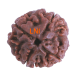 4 Mukhi Rudraksha Size: 23.00 mm (Certified) 4.10gms image