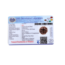 4 Mukhi Rudraksha Size: 21.75 mm (Certified) (4 seeds in X-Ray)