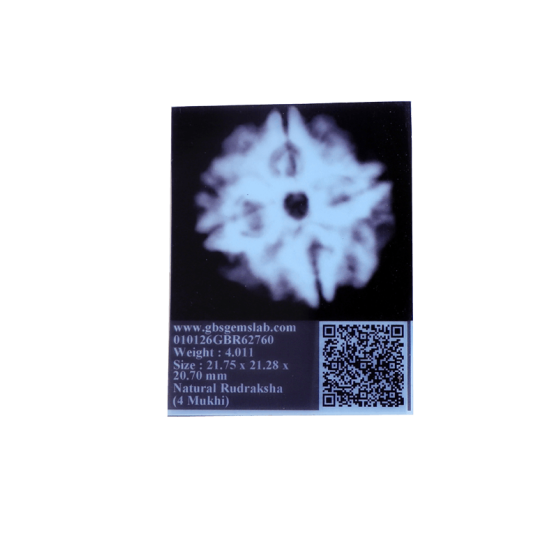 4 Mukhi Rudraksha Size: 23.00 mm (Certified) 4.10gms image