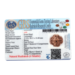 4 Mukhi Rudraksha Size: 22.10 mm (Certified)