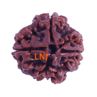 4 Mukhi Rudraksha Size: 22.14mm (Certified)(4 seeds in X-Ray)