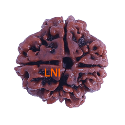 4 Mukhi Rudraksha Size: 22.14mm (Certified)(4 seeds in X-Ray)