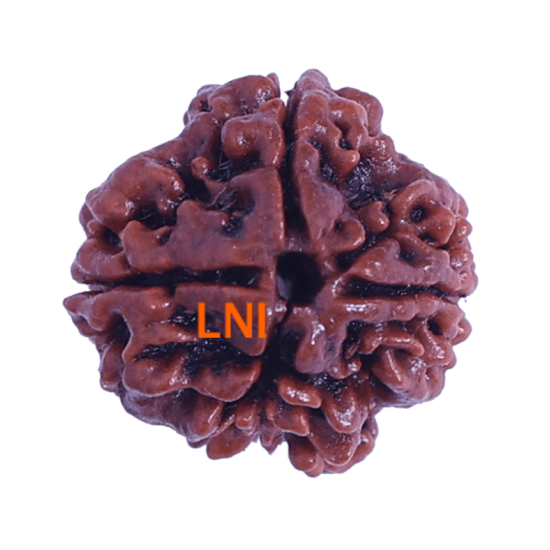 4 Mukhi Rudraksha Size: 22.11mm (Certified) 4 Mukhi Rudraksha, 4 Mukhi Rudraksha from Nepal image