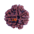 4 Mukhi Rudraksha Size: 22.14mm (Certified)(4 seeds in X-Ray)