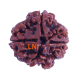 4 Mukhi Rudraksha Size: 22.11mm (Certified) 4 Mukhi Rudraksha, 4 Mukhi Rudraksha from Nepal image