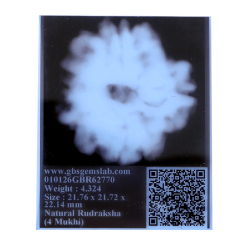 4 Mukhi Rudraksha Size: 22.14mm (Certified)(4 seeds in X-Ray)