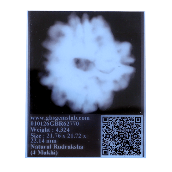 4 Mukhi Rudraksha Size: 22.11mm (Certified) 4 Mukhi Rudraksha, 4 Mukhi Rudraksha from Nepal image