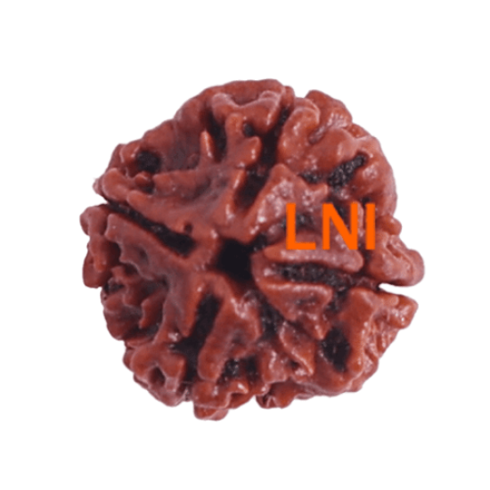 4 Mukhi Rudraksha Size: 23.87 mm (Certified)(4 seeds in X-ray) image