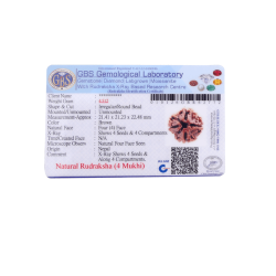 4 Mukhi Rudraksha Size: 22.48 mm (Certified)(4 seeds in X-ray)