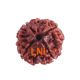 4 Mukhi Rudraksha Size: 23.37 mm (Certified) (4 seeds in X-ray) image