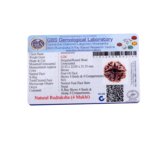 4 Mukhi Rudraksha Size: 23.37 mm (Certified) (4 seeds in X-ray) image