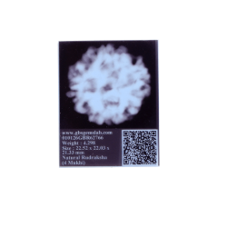 4 Mukhi Rudraksha Size: 22.52 mm (Certified) (4 seeds in X-ray)