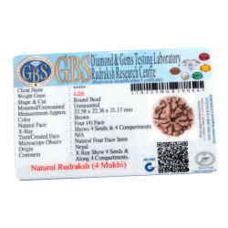 4 Mukhi Rudraksha Size: 22.58mm (Certified) (4 seeds in X-ray)