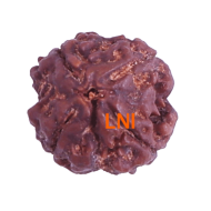 4 Mukhi Rudraksha Size: 22.73mm (Certified)(4seeds in X-ray)