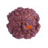 4 Mukhi Rudraksha Size: 22.73mm (Certified)(4seeds in X-ray)