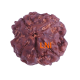 4 Mukhi Rudraksha Size: 22.66 mm (Certified)(4seeds in X-ray) Rudraksha, 4 Mukhi Rudraksha, 4 Mukhi Rudraksha from Nepal image