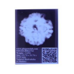 4 Mukhi Rudraksha Size: 22.73mm (Certified)(4seeds in X-ray)