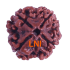 4 Mukhi Rudraksha Size: 23.24 mm (Certified)(4 seeds in X-Ray)
