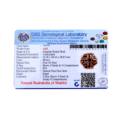 4 Mukhi Rudraksha Size: 23.24 mm (Certified)(4 seeds in X-Ray)