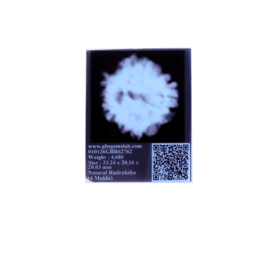 4 Mukhi Rudraksha Size: 23.15 mm (Certified)(4 seeds in X-ray) Rudraksha, 4 Mukhi Rudraksha, 4 Mukhi Rudraksha from Nepal image