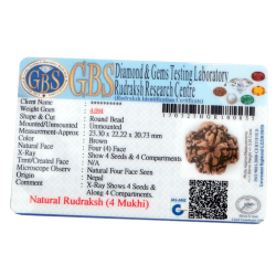 4 Mukhi Rudraksha Size: 23.30 mm (Certified) (4 seeds in X-ray)