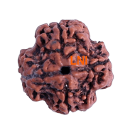 4 Mukhi Rudraksha Size: 23.46 mm (Certified)(4 seeds in X-ray)