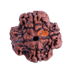 4 Mukhi Rudraksha Size: 23.46 mm (Certified)(4 seeds in X-ray)
