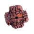 4 Mukhi Rudraksha Size: 23.46 mm (Certified)(4 seeds in X-ray)