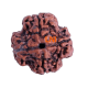 4 Mukhi Rudraksha Size: 23.46 mm (Certified)(4 seeds in X-ray) image