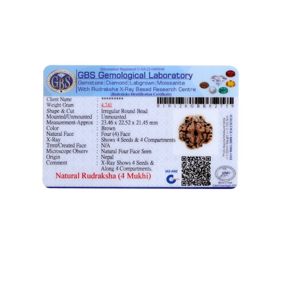 4 Mukhi Rudraksha Size: 23.46 mm (Certified)(4 seeds in X-ray) image