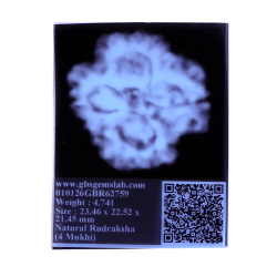 4 Mukhi Rudraksha Size: 23.46 mm (Certified)(4 seeds in X-ray)