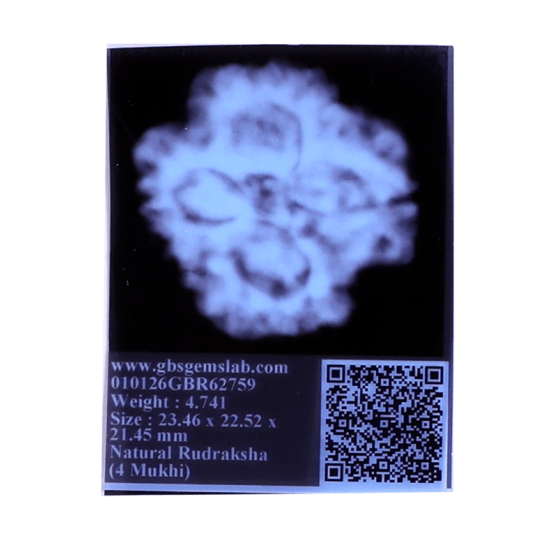 4 Mukhi Rudraksha Size: 23.46 mm (Certified)(4 seeds in X-ray) image